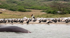 Queen Elizabeth National Park